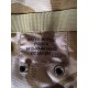 Подсумок для фляги DDPM Water Bottle Pouch
