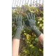 Перчатки негорючие, gloves contact combat (aramid), Великобритания. 