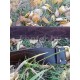 Ремень Офицерский кожаный, латунь. К,оричневый.